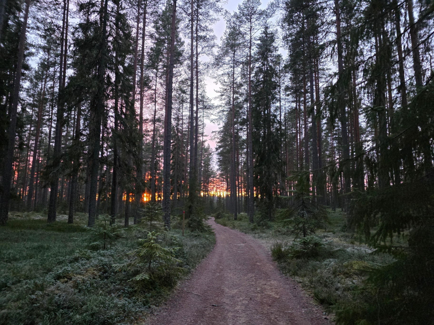 Misty Swedish pine and birch forest at dawn in Bergslagen